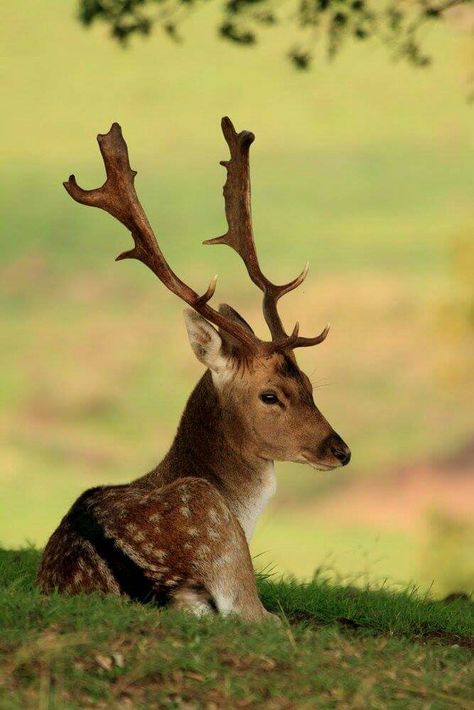 Wildlife at the Forest of Dean Irish Wildlife, Cottage In The Forest, Irish Countryside, Forest Of Dean, Scenic Routes, British Isles, Wild Life, Holiday Cottage, The Forest