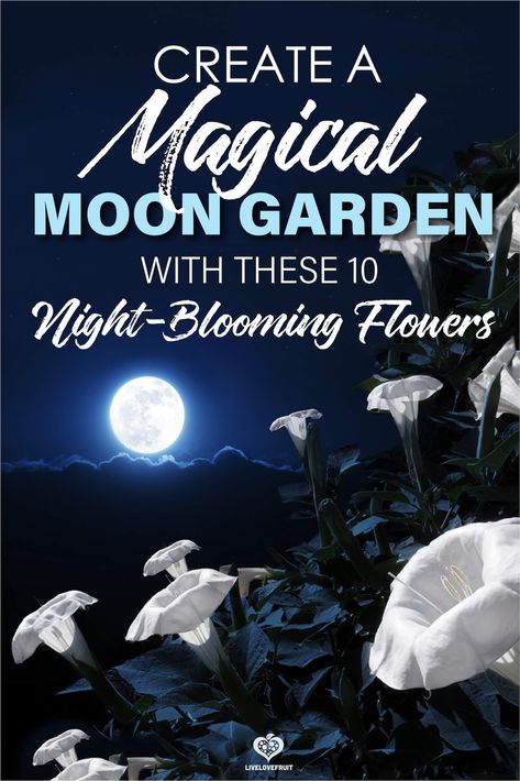 What if you could duplicate a starry night sky, but in your garden instead? These 10 night-blooming flowers can help you achieve just that! #gardening #garden #flowergarden #flowers #moongarden #moonflowers #nightbloomingflowers #moongardenideas #moongardenatnight #moongardenplants Moon Gardens, Tattoo Design Flower, Laurel Shrub, Porch Fence, Garden Themes, Flowers Tattoo Design, Witchy Garden, Flowers Tattoos, Night Blooming Flowers