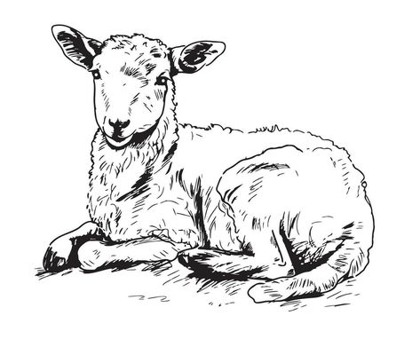 Cute Lamb lying hand drawn sketch Vector illustration Lamb Illustration, Lamb Drawing, Field Drawing, Lamb Tattoo, Cute Lamb, Baby Lamb, Sketch Illustration, Cityscape Photos, Drawing Images