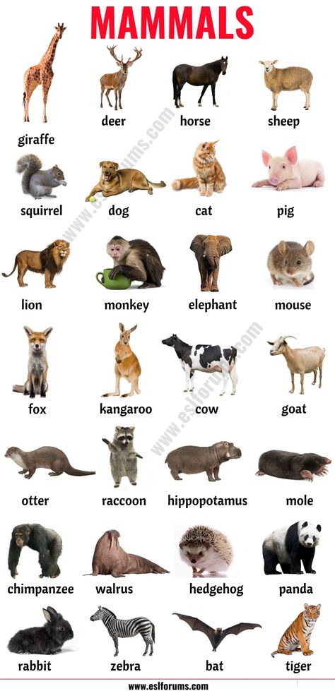 Mammals: List of Mammals in English with ESL Picture! - ESL Forums Pictures Of Mammals, Mammals Pictures, Parts Of A Cow, Animals Name With Picture, Animal Chart, Wild Animals List, Mammals Animals, Animals Name In English, Animal Infographic