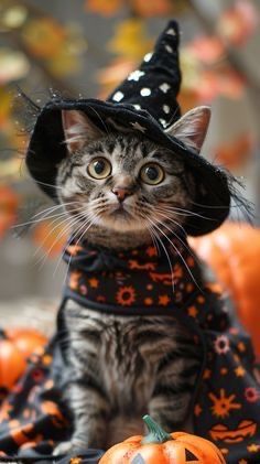 Cats In Pumpkins, Halloween Costumes For Cats, Halloween Photo Shoot, Largest Domestic Cat, Large Domestic Cat Breeds, Cute Cat Names, Domestic Cat Breeds, Halloween Symbols, Funny Halloween Costume