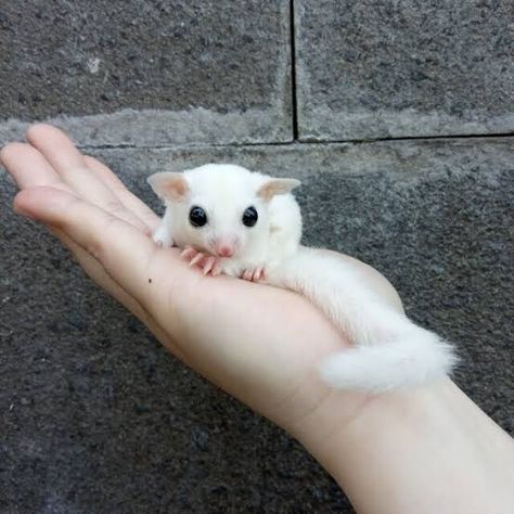 Sugar Glider Habitat, Sugar Glider Cute, Sugar Glider Pet, Tiny Baby Animals, Sugar Glider Cage, Cute Animal Tattoos, Sugar Gliders, Cute Small Animals, Flying Squirrel