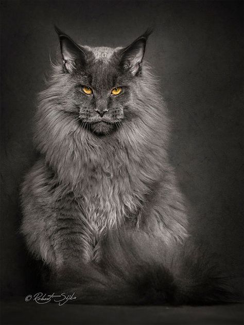 Photographer Robert Sijka sheds new light on the Maine Coon, the largest breed of domesticated felines. Maine Coon, A Cat, Black Background, Maine, Black And White, White, Black