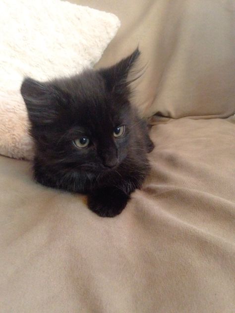 Black Fluffy Kitten, Black Kitten Aesthetic, Black Fluffy Cat, Kittens Black, Fluffy Black Cat, Cute Black Kitten, Black Kitties, Scary Cat, Fluffy Kittens