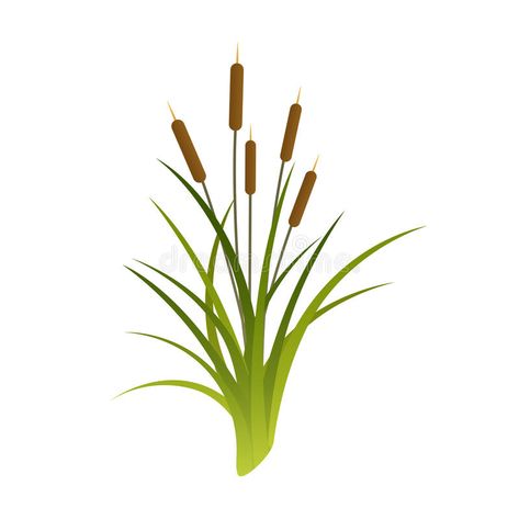 Vector Cattails Illustration. Vector Cartoon Illustration of Reeds. Cattails on #Sponsored , #sponsored, #AFFILIATE, #Cattails, #Cartoon, #Illustration, #Vector Cat Tails Plant Drawing, Cattail Plant, Plant Cartoon, Preschool Prep, Cat Tails, Cat Tail, Plant Drawing, Vector Cartoon, Couple Shower