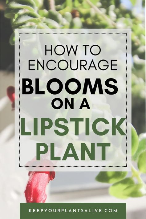 Is your lipstick plant not producing flower? Here are a ton of tips for how to encourage a lipstick plant to bloom! Lipstick Plant Houseplant, Lipstick Plant Care, How To Make Lipstick, Lipstick Plant, Pruning Tools, Zz Plant, Long Branch, Plant Health, Indoor Gardening