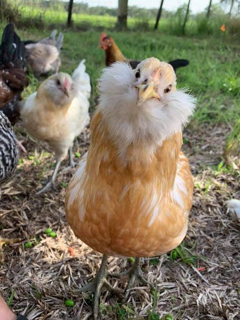 Pretty Chickens Breeds, Cute Chicken Breeds, Easter Egger Chickens, Easter Egger Rooster, Easter Eggers Chickens, Chicken Alive, Pretty Chickens, Chickens Cute, Fluffy Chickens