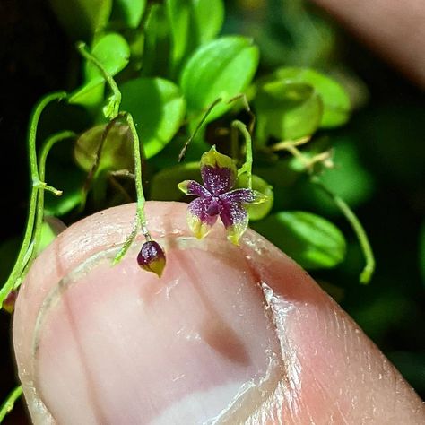 Mini Orchids, Mini Orquideas, Miniature Orchids, Botany, Handmade Paper, Ecuador, Terrarium, Bonsai, Orchids