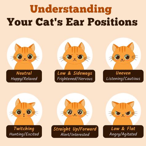 #catcare #felinebehavior #catbodylanguage #petcommunication #catlovers #catparenting #pettips #happycats #cathealth Cat Ear Meaning, Cat Ears Meaning, Describing Words, Cat Tips, Diy Cat Toys, Cat Language, Cat Info, Cat Hacks, Cat Care Tips