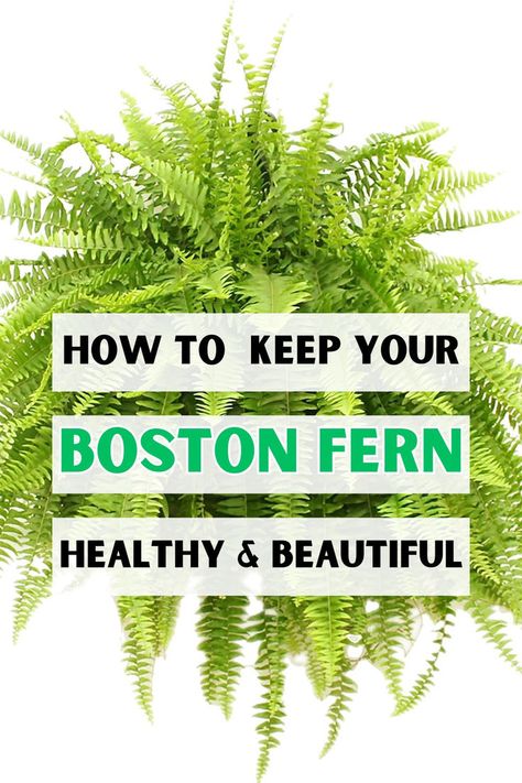 Boston fern care, indoor fern care, how to grow Boston fern, best tips for 
growing Boston fern, beginner's guide to Boston fern, Boston fern 
maintenance, Boston fern watering tips, fertilizing Boston fern, 
propagating Boston fern, repotting Boston fern, LSI keywords: fern care for 
beginners, Boston fern growing techniques, cultivating Boston ferns, caring 
for indoor ferns, fern care tips for newbies. Indoor Boston Fern, Boston Fern Care, Cali Bedroom, Boston Ferns Care, Organising Life, Fern Planters, Fern Care, Indoor Ferns, Hanging Ferns