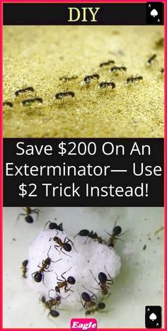 Carpenter Ants, Ants In House, Rid Of Ants, Carpenter Ant, Get Rid Of Ants, Ant Killer, Just Live, Trending Pins, Sweet Smell