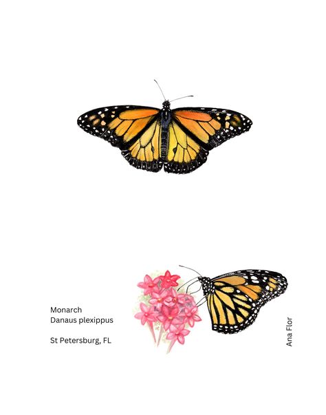 Monarch Butterfly - Watercolor Monarch Butterfly Watercolor, Butterfly Watercolor, Monarch Butterfly, Design