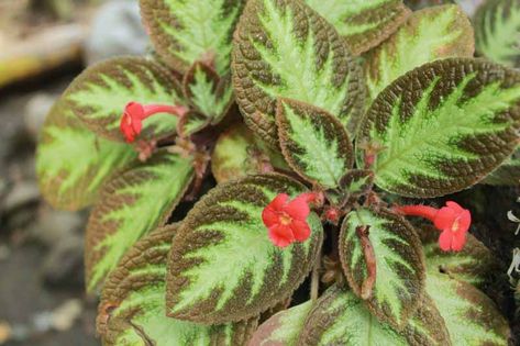 Flame Violet (Episcia cupreata): All You Need To Know Flame Violet, Colorful Plant, Evergreen Garden, Plant Indoor, Plant Problems, Plant Diseases, Garden Types, Wildlife Gardening, Starter Plants