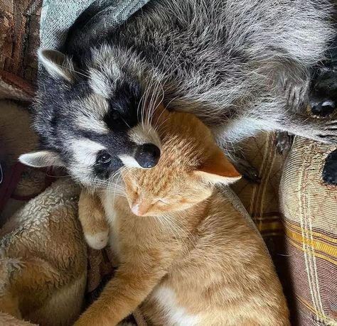 Raccoon And Cat, Funny Racoon, Unusual Animal Friendships, Animal Friendships, Pallas's Cat, Pet Raccoon, Cute Raccoon, Raccoon Funny, Forest Cat