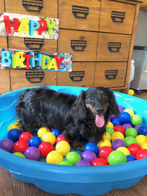 Dog 3rd Birthday, Dog Ball Pit, Dog Pool Party, Birthday Tree, Dog Baby Shower, Pit Dog, Preppy Dog, International Dog Day, Puppy Birthday Parties