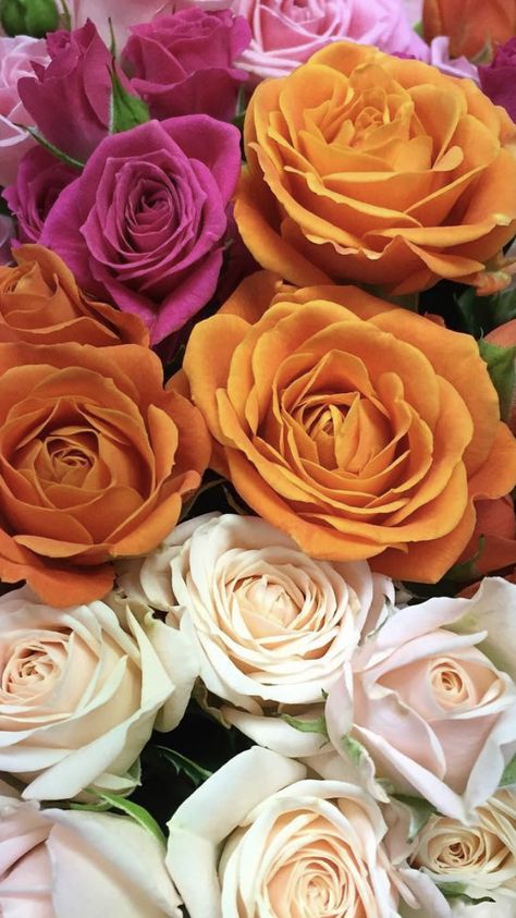 Wholesale Roses, Types Of Roses, Wholesale Flowers, Flowers Online, Pink Roses, Beautiful Flowers, Flower Arrangements, Wedding Flowers, Roses