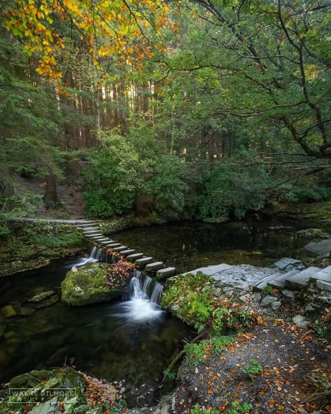 Tollymore Forest Ireland, Northern Ireland Aesthetic, Ireland Forest, Scotland Forest, Calming Places, Irish Aesthetic, Kylemore Abbey, Ireland Aesthetic, Scotland Landscape