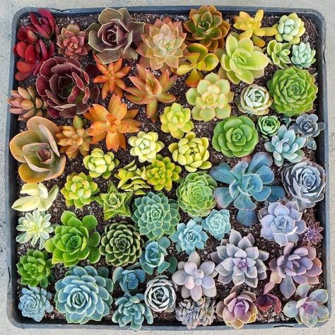 Multiplier Des Plantes Grasses, Rainbow Succulent, Succulent Landscape Design, Garden Wedding Favors, نباتات منزلية, Succulent Seeds, Succulent Landscaping, Succulent Cuttings, Propagating Succulents