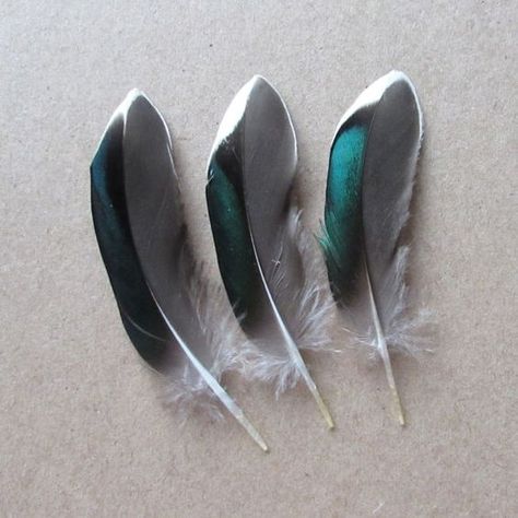 Feather Identification, Uk Wildlife, Finding Feathers, Teal Duck, Wing Feathers, Coloured Feathers, Watercolor Feather, Dark White, Tattoo Bracelet