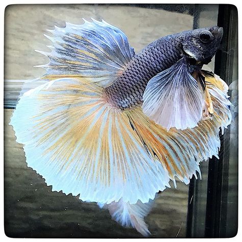 AquaBid.com - Item # fwbettashm1680254162 - ( DUMBO ) SILVER GOLD 5102 - Ends: Fri Mar 31 2023 - 04:16:02 AM CDT Halfmoon Betta, Auction Items, Betta Fish, Silver Gold, Auction, Fish, Sun, Silver, Gold