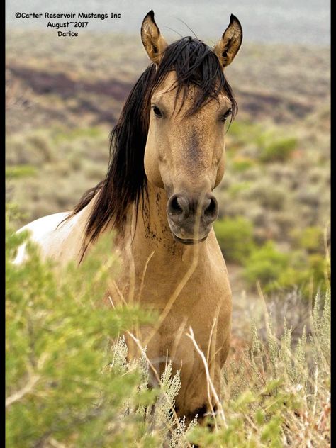 Meet Carter Reservoir wild mustang stallion, Mask who was nicknamed due to the face on the back of his left knee. He represents some of the most unusual primitive dun characteristic markings within the Carter herd. Note the brindle markings on his neck just below his mane. #CarterWOWFactor #mustanghorse Mustang Stallion, Kiger Mustang, Wild Horses Mustangs, Wild Horses Photography, Mitochondrial Dna, Dna Testing, The Carter, Animal Reference, Mustang Horse