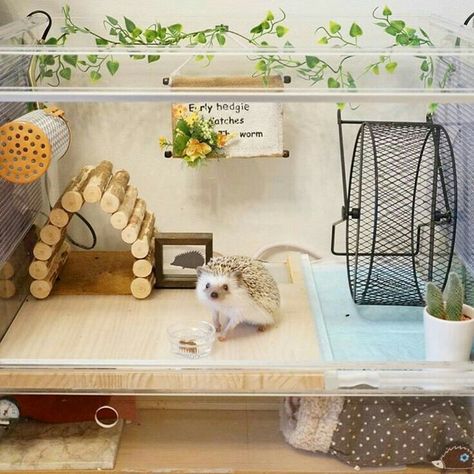 ♡☆ My Beautiful Hedgie House ☆♡ Hedgehog Pet Cage, Hedgehog Care, Hedgehog Cage, Landak Mini, Pygmy Hedgehog, Hedgehog House, Hedgehog Pet, Baby Hedgehog, Animal Room