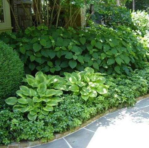 Boxwoods-Hostas-Hydrangeas-Ground Cover - Love the mix of shapes and sizes Boxwood Landscaping, Shade Garden Design, Hosta Gardens, Hydrangea Garden, Front Landscaping, Garden Shrubs, Have Inspiration, Woodland Garden, Shade Plants