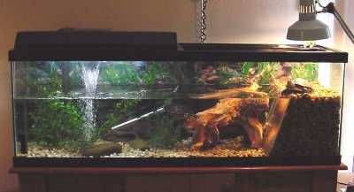 Turtle Setup, Aquatic Turtle Tank, Turtle Tank Setup, Turtle Enclosure, Turtle Terrarium, Turtle Aquarium, Turtle Care, Water Turtle, Baby Tortoise