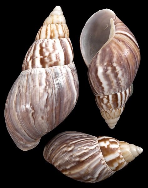 Japanese Land Snail Seashell Identification, Land Snail, Hermit Crab Shells, Vertebrates And Invertebrates, Zen Pictures, Harmony Art, Crab Shells, Aquatic Creatures, Habitat Destruction