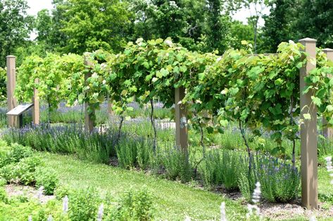 Powell Gardens' Blog: June 2011 Backyard Vineyard, Grape Vine Trellis, Powell Gardens, Grape Trellis, Grape Plant, Vine Trellis, Growing Tomatoes In Containers, Garden Vines, Garden Harvest