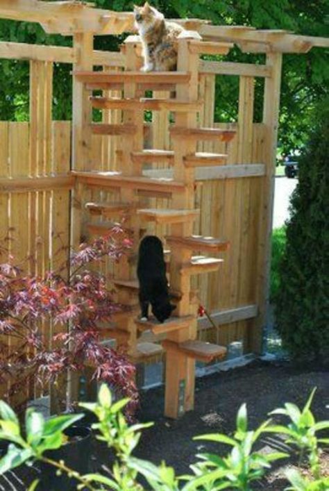 Cat Structures, Cat Ladders, Outdoor Cat Tree, Katt Hus, Cat Ladder, Kat Diy, Cat Enclosures, Cat Patio, Outdoor Cat Enclosure