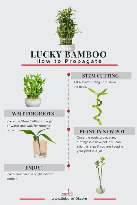 9 Tips on How to Care for Your Lucky Bamboo (Dracaena braunii Infographic) Lucky Bamboo Decor, Bamboo Plant Indoor, House Tree Plants, Lucky Bamboo Care, Bamboo Plant Decor, Bamboo Plant Care, Garden Flowers Ideas, Indoor Bamboo, Lucky Bamboo Plants