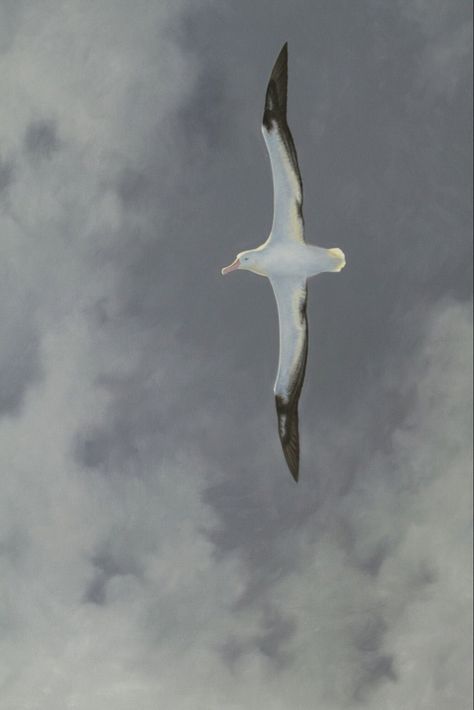 Wandering Albatross, Aesthetic Era, Art Realism, Wildlife Artists, Bird Drawings, Ethereal Art, Sea Birds, Birds Painting, Nature Animals