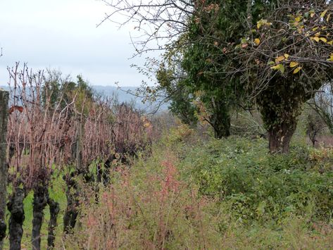 Old Orchard in the Vineyard Old Orchard, The Vineyard, Below The Surface, Organic Matter, Abandoned Places, Pilgrimage, Fruit Trees, Hedges, Horticulture