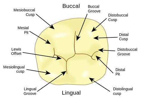 Mandibular 1st Molar.svg Dental Assistant Study Guide, Tooth Surfaces, Hygiene School, Dental Assistant Study, Teeth Anatomy, Dental Nurse, Dental Hygiene Student, Dental Posts, Kedokteran Gigi