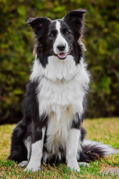 Dogs Border Collie, Border Collie Pups, Border Collie Colors, Border Collie Puppy, Cute Dogs Images, Cute Borders, Border Collie Puppies, Mental Stimulation, Border Collie Dog