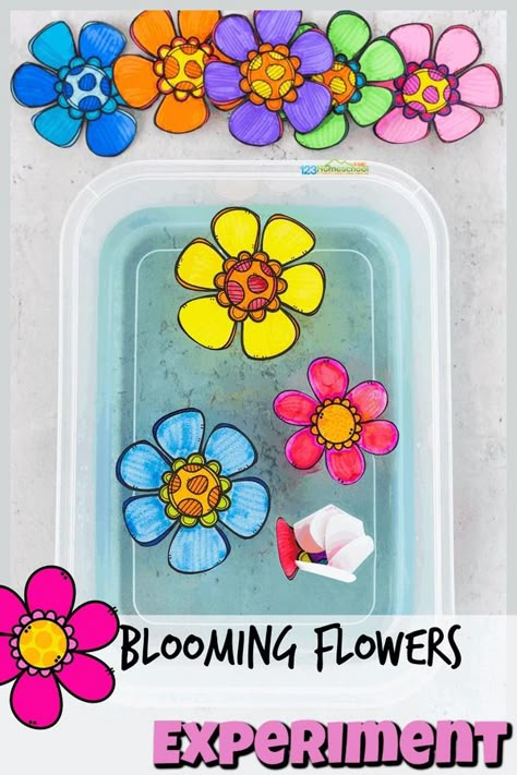 Blooming flowers is such a BEAUTIFUL and simple preschool science experiment! Learn about capillary action with walking water experiment. Flower Activities For Kids, Spring Science Experiments, Flower Crafts Preschool, Flower Science, Plant Experiments, Spring Preschool Activities, Capillary Action, Spring Science, Spring Flower Art