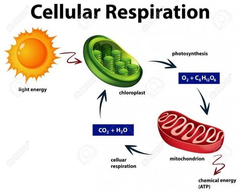 Diagram Showing Cellular Respiration Illustration Royalty Free Cellular Respiration Diagram, Respiration Diagram, Anaerobic Respiration, Cell Respiration, Photosynthesis And Cellular Respiration, Krebs Cycle, Chemical Energy, Cellular Respiration, Plant Tissue