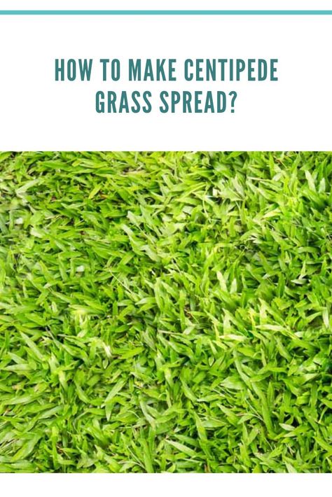 how to make centipede grass spread Centipede Grass Care, Centipede Grass Lawn, Lawn Fertilizer Schedule, Grow Grass Fast, Grass Fertilizer, Centipede Grass, Zoysia Grass, House Maintenance, Seeding Lawn