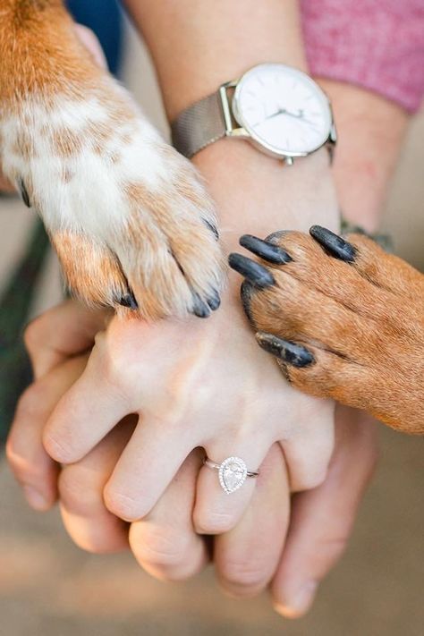 Puppy With Engagement Ring, Just Engaged Ring Pictures, Dog With Engagement Ring, Dog Wedding Announcement, Pre Wedding Shoot Ideas With Dog, Engagement Pictures Ideas With Dog, Engagement Photo Inspo With Dog, Dogs Engagement Pictures, Proposal With Dog Ideas