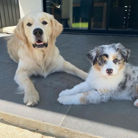 Golden Aussie Puppy, Golden Retriever And Australian Shepherd, Aussie Puppy, Aussie Puppies, Australian Shepherds, Blue Merle, Golden Retriever Puppy, Future Life, Australian Shepherd