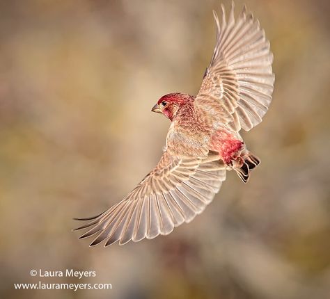 https://flic.kr/p/qCfFjM | House Finch Male in Flight | The picture of this male House Finch in flight was taken at the Jamaica Bay Wildlife Refuge in Queens, New York. Finch Flying, Finch Photography, House Finch, Finches Bird, Bird Identification, Animal References, Queens New York, Finches, Game Concept Art