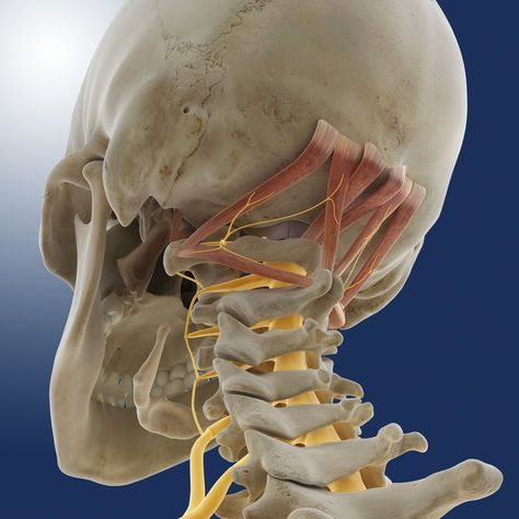 Suboccipital Muscles, Neck Muscle Anatomy, Occipital Bone, Punkty Spustowe, Bone Anatomy, Forward Head Posture Exercises, Neck And Shoulder Muscles, Basic Anatomy And Physiology, Human Body Anatomy