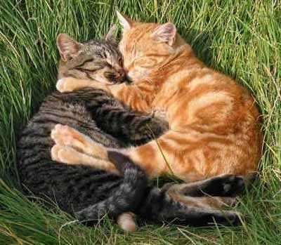 Gatto Carino, Cat Hug, Cat Cuddle, Two Cats, Cat Person, Cat Care, Cute Creatures, Pretty Cats, Crazy Cats