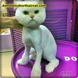 Cat Lion Haircut, Cat Grooming Styles, Domestic Shorthair Cat, Haircut Models, Cat Haircut, Bear Cat, Older Cats, Shorthair Cat, Long Haired Cats