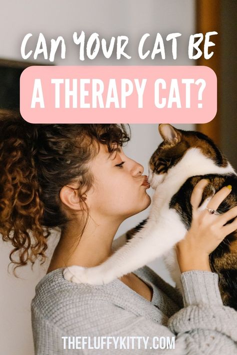 Can My Cat Be A Therapy Cat? - Fluffy Kitty Emotional Support Cat, Mini Golden Retriever, Kitty Care, Senior Cat Care, Friendly Dog Breeds, Fluffy Kitty, Cat Fluffy, Balinese Cat, Tonkinese Cat