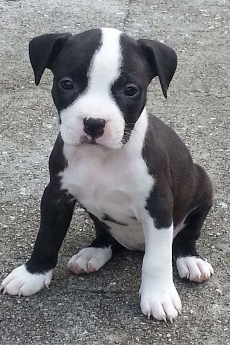 American Staffordshire Terrier, Amstaff Stanford Terrier, American Stanford, Staffie Puppies, Fairmount Philadelphia, American Staffordshire Terrier Puppies, American Staffy, Staffordshire Terrier Puppy, Staffordshire Bull Terrier Puppies, Pitbull Dog Puppy