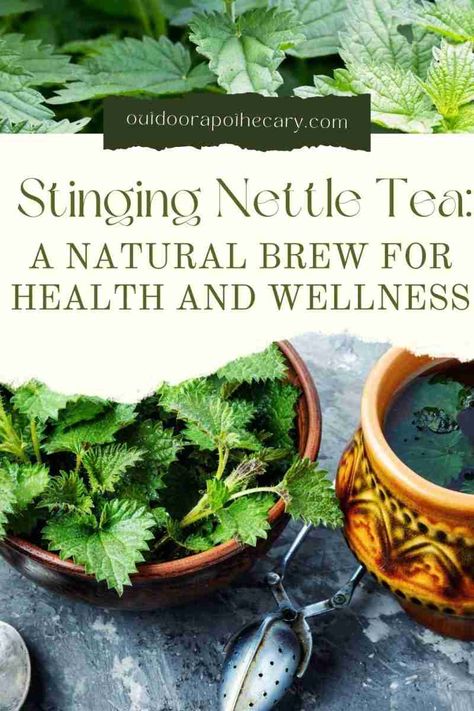 Stinging Nettle Tea Benefits, Stinging Nettle Tea, Nettle Tea Benefits, Outdoor Apothecary, Nettle Recipes, Nettle Tea, Mountain Rose Herbs, Stinging Nettle, Frittata Recipes