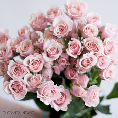 blush pink spray rose, spray rose bouquet, flower moxie, moxie bride, diy wedding flowers Pink Rose Spray, Light Pink Spray Rose, Blush Spray Rose, Spray Roses Bouquet, Blush Pink Wedding Flowers, Pink Spray Roses, Flower Moxie, Pink Description, Light Pink Roses