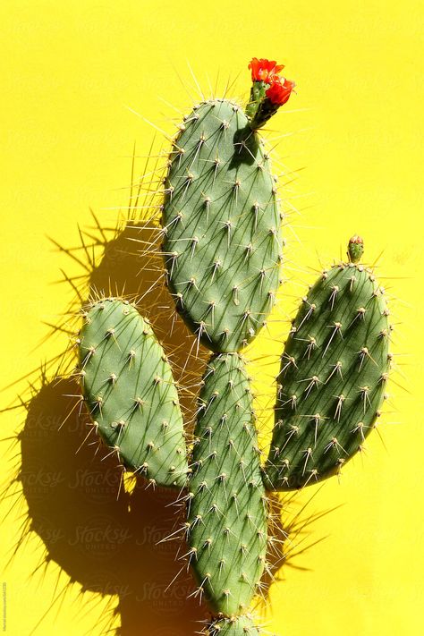 Cacti Aesthetic, Cactus Photos, Cactus Flower Painting, Sunny Images, Cactus Fashion, Cactus Photo, Opuntia Cactus, Christmas Wallpaper Iphone Cute, Cactus Paintings